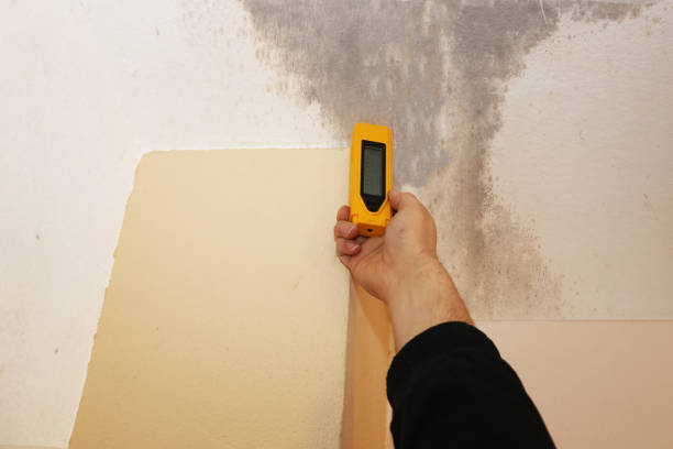 Professional Mold Removal in University, FL