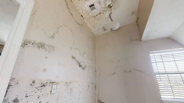 Best Mold Remediation for Healthcare Facilities  in University, FL