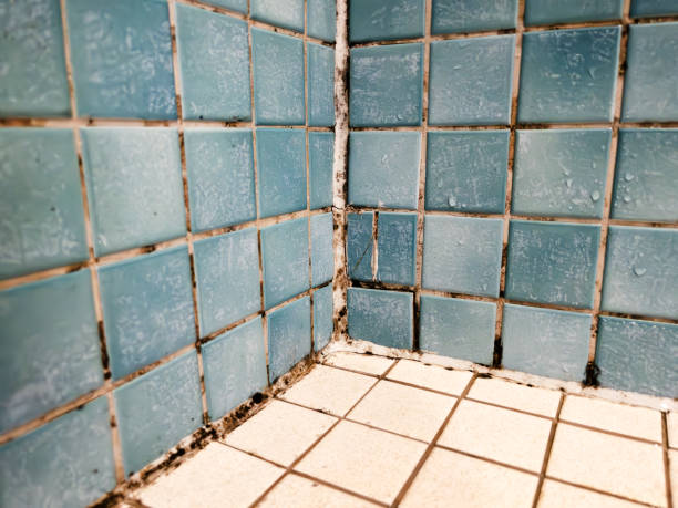 Best Post-Construction Mold Inspection  in University, FL