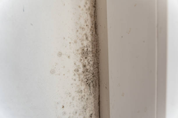 Best Indoor Air Quality Assessment  in University, FL
