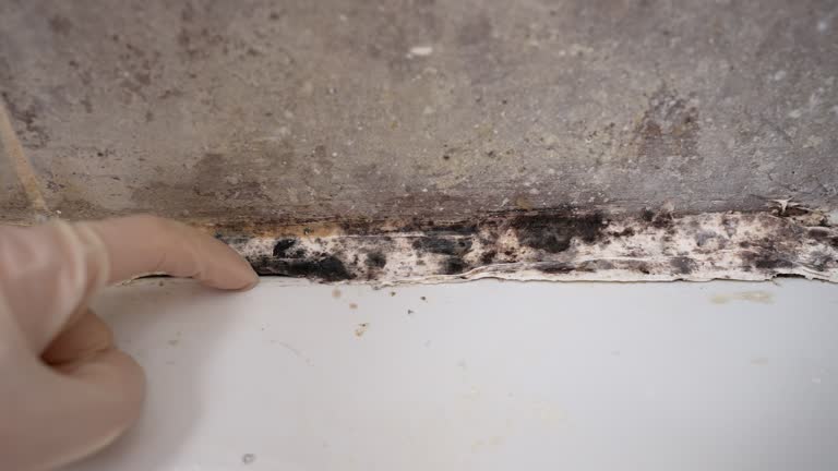 Best Basement Mold Removal  in University, FL